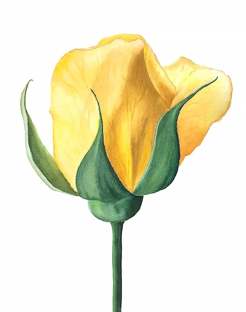 Premium Photo | Graceful yellow rose watercolor illustration