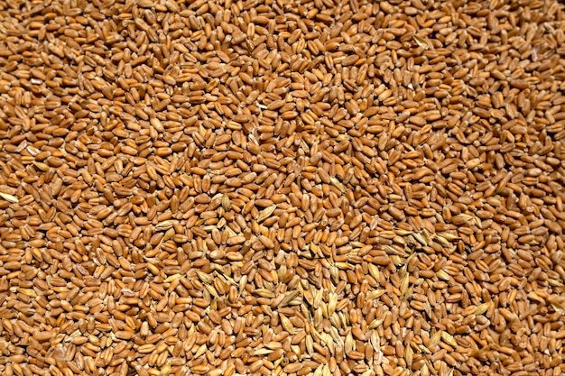 Premium Photo | Grains of wheat after the harvest, scattered