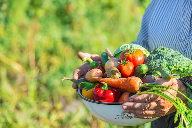 Premium Photo | Grandmother in the garden with vegetables in their ...