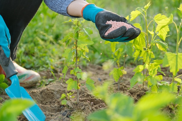 Premium Photo | Granules fertilizer in hands of woman gardener