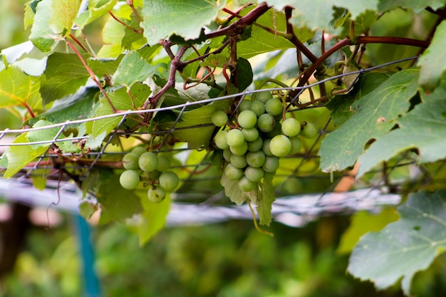 Free Photo | Grape vine climbing on trellis with hanging grapes