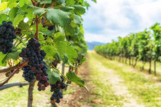 a grape branch bears grapes only when it's connected with the main branch