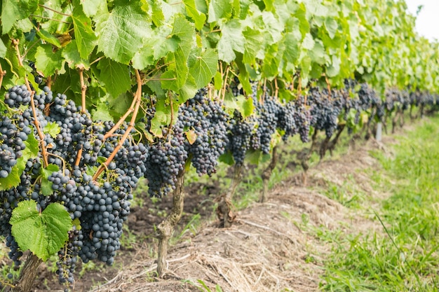 Premium Photo | Grapes from a beautiful mature vineyard in uruguay.