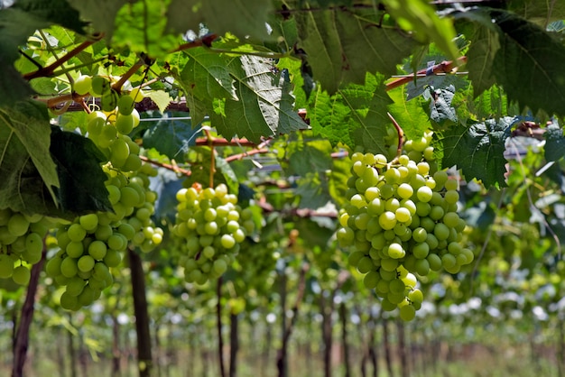 Premium Photo | Grapevine full of bunches of table grapes