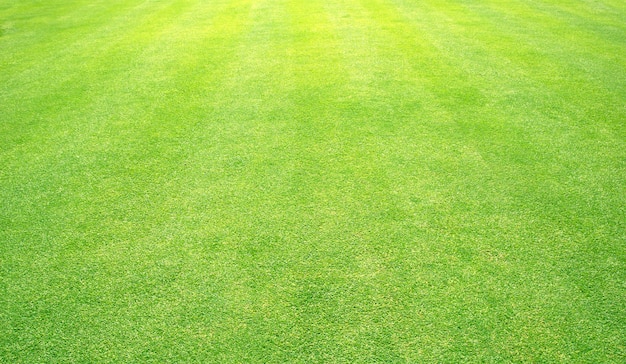 Premium Photo | Grass background golf courses green lawn