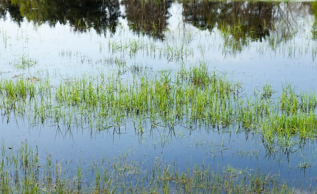 Premium Photo | Grass growing in water