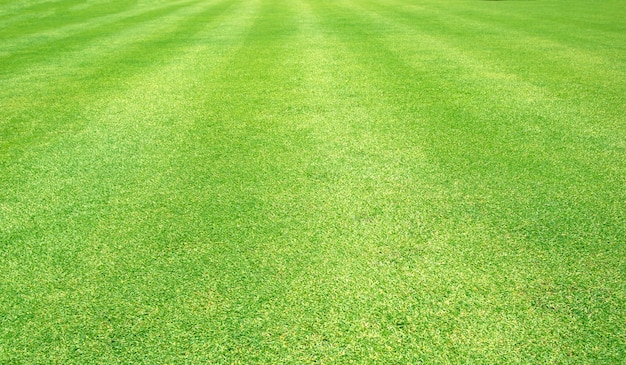 Premium Photo | Grass lawn background