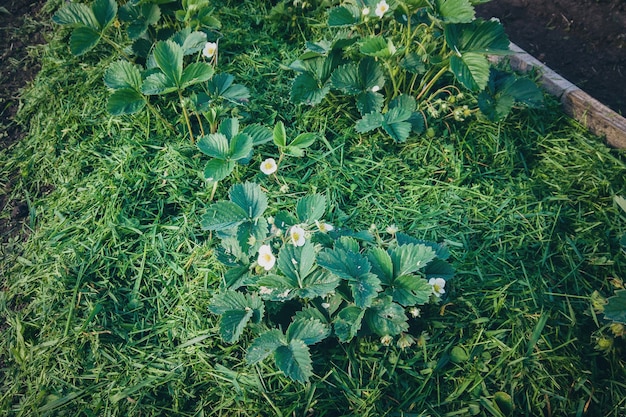 premium-photo-grass-mulch-put-around-strawberry-plants-in-the-garden