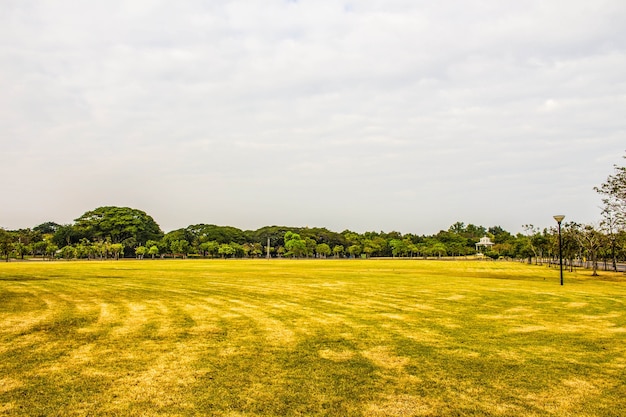 Premium Photo | Grass in the park.