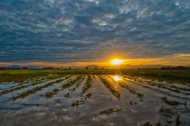 Premium Photo | Grass and sunset background