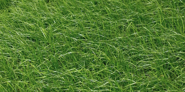 草のテクスチャ 緑の芝生の表面 フィールド 自然の壁紙 プレミアム写真