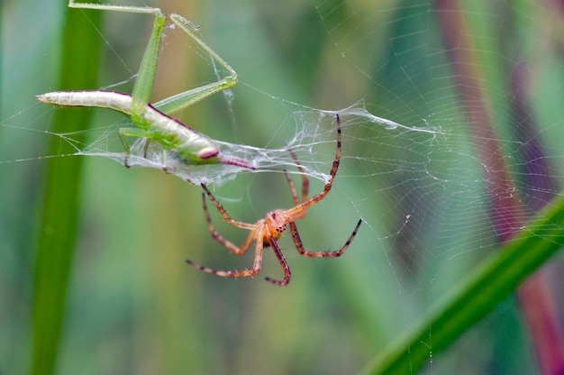 Premium Photo | Grasshopper in the cobweb being wrapped by threads