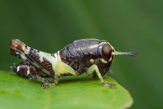 Green Leaf Grasshopper Scientific Name