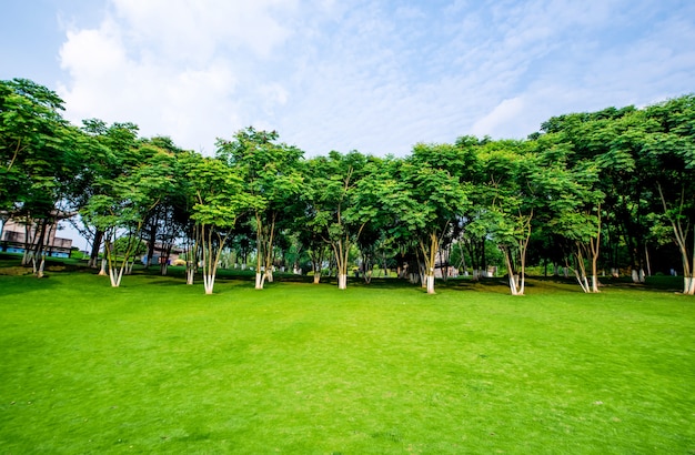 無料の写真 草原風景と緑化環境公園の背景