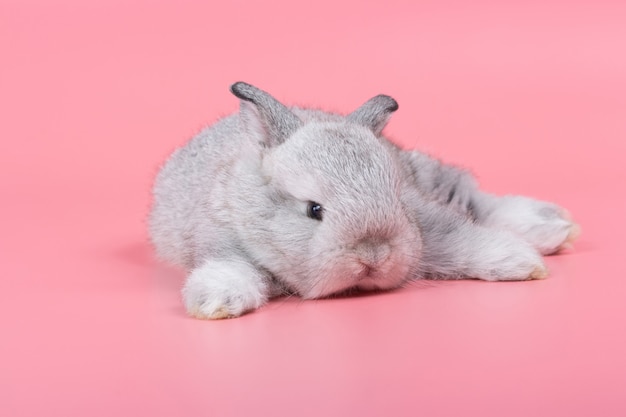 Gray Adorable Baby Rabbit On Pink Background Cute Baby Rabbit Premium Photo