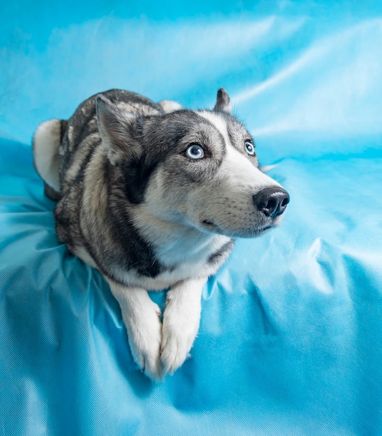 青い目をした灰色と白のハスキー犬 無料の写真