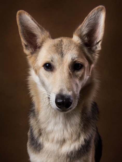 茶色のblackgroundのスタジオに座っているとカメラ目線のグレーと白の雑種犬 プレミアム写真