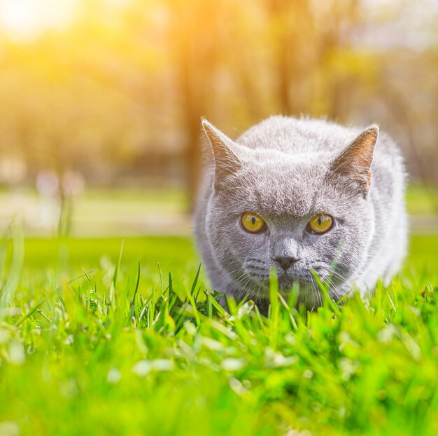灰色の猫は芝生の上にあります 散歩のペット ペットは通りを恐れています 猫の散歩についての記事 ストリートペットの恐怖に関する記事 イギリスの品種猫 プレミアム写真
