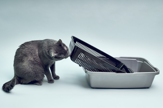 Cat Litter Images | Free Vectors, Stock Photos & PSD