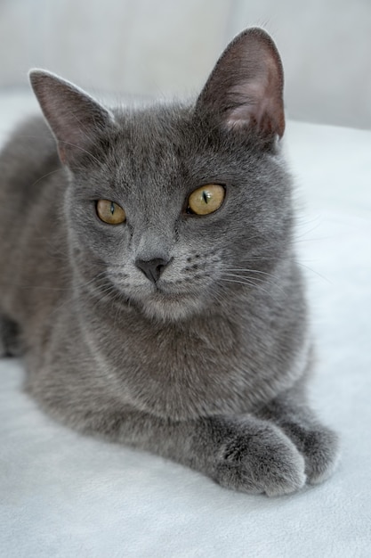 Premium Photo | The gray cat with yellow eyes lies concept veterinary ...