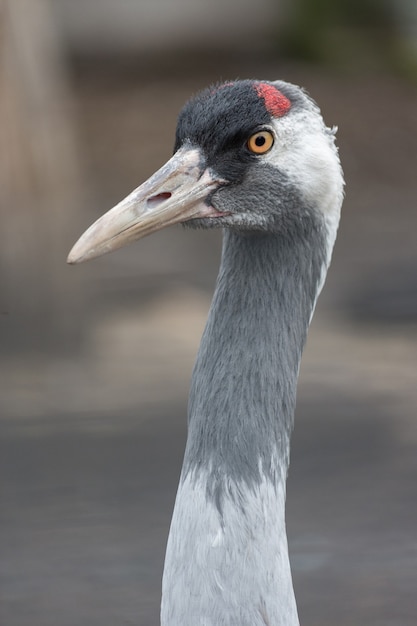 Premium Photo | Gray crane closeup portrait