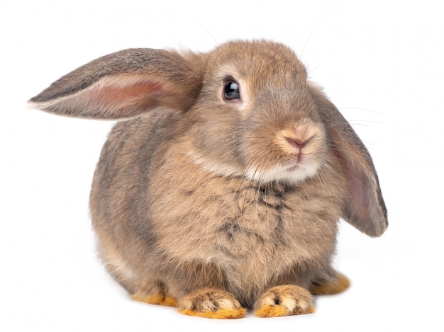 Premium Photo | Gray cute young rabbit sitting isolated on white ...