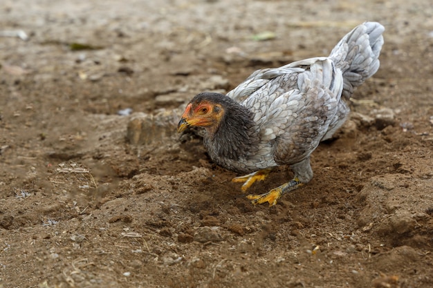 灰色の闘鶏はタイの農場で食べ物を食べる プレミアム写真
