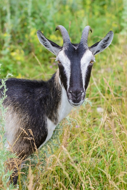 Premium Photo | Gray goat in the green grass