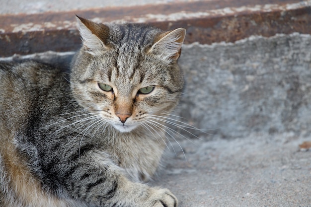 Premium Photo | Gray homeless cat lies on the steps outside