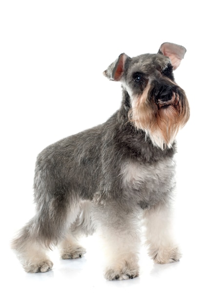 Premium Photo Gray Miniature Schnauzer   Gray Miniature Schnauzer 87557 7268 