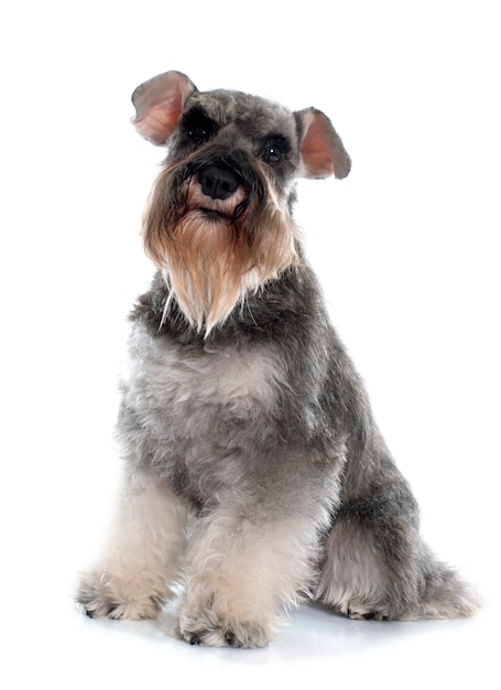 Premium Photo | Gray miniature schnauzer