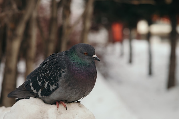 Gray pigeon sits on snowdrift in park on trees in winter. Premium Photo