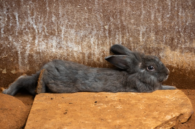 Серый Кролик Фото
