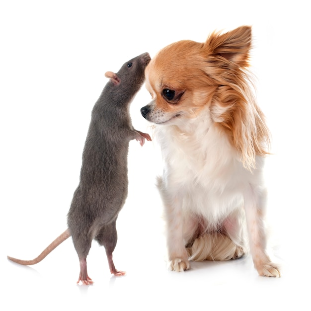 Premium Photo Gray Rat And Chihuahua Dog