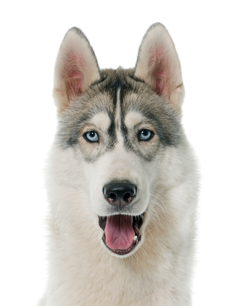 Premium Photo | Gray siberian husky