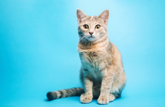 Gray tabby cat | Premium Photo