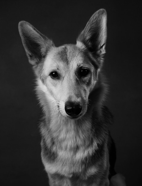 Premium Photo | Gray and white mongrel dog sitting in studio on brown ...