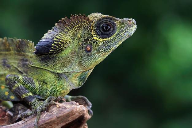 Premium Photo | Great angle head lizard closep head indonesian reptile