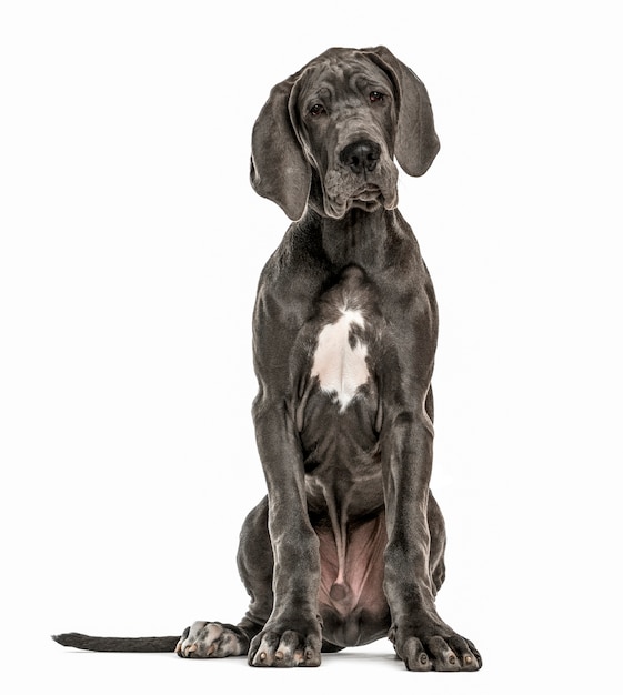 Premium Photo | Great dane sitting, isolated on white