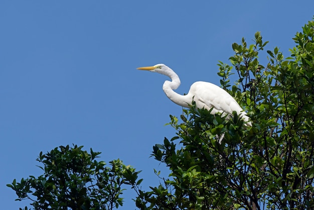 Great egret closeup in its natural habitat | Premium Photo