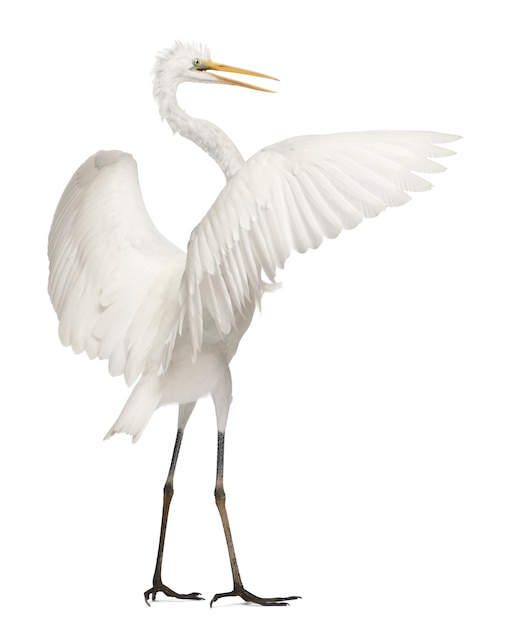 Premium Photo | Great egret or great white egret or common egret ardea ...