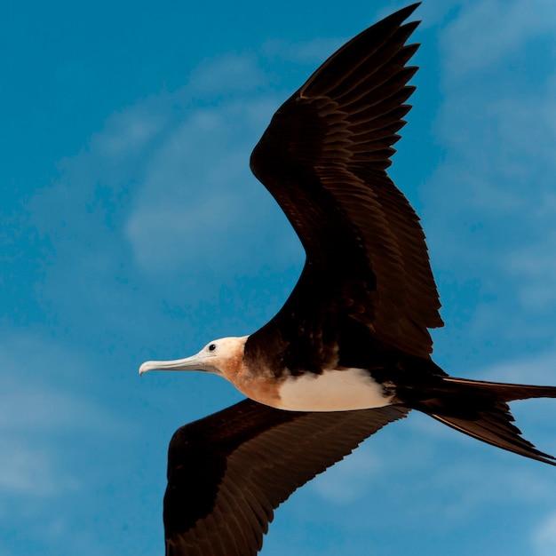 Premium Photo Great Frigatebird Fregata Minor In Flight Genovesa