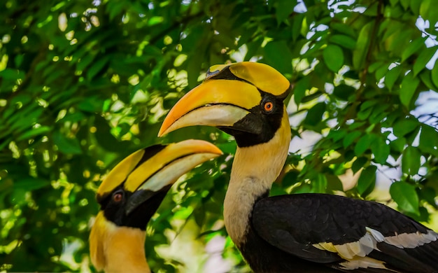 Premium Photo | Great hornbill buceros bicornis