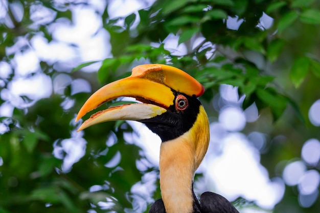 Premium Photo | Great hornbill buceros bicornis