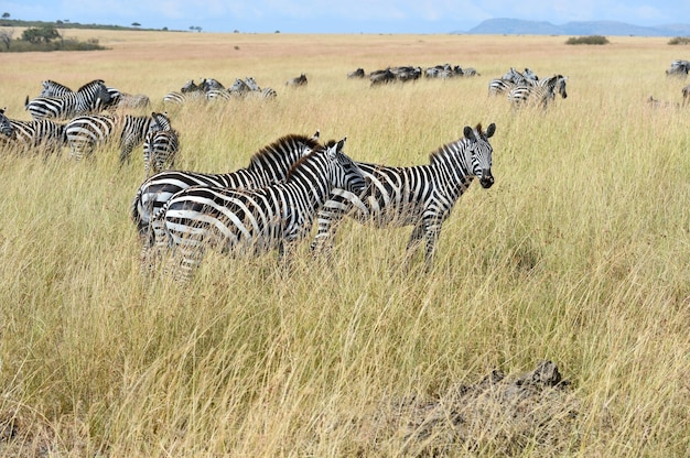 Premium Photo | Great migration of zebras in the masai mara.