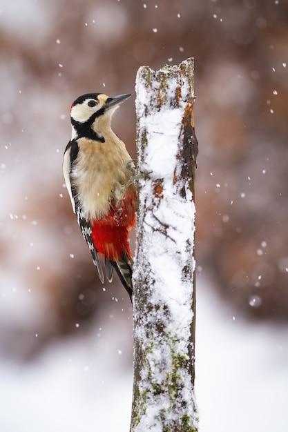 Premium Photo | Great spotted woodpecker climbing on tree during snowing.