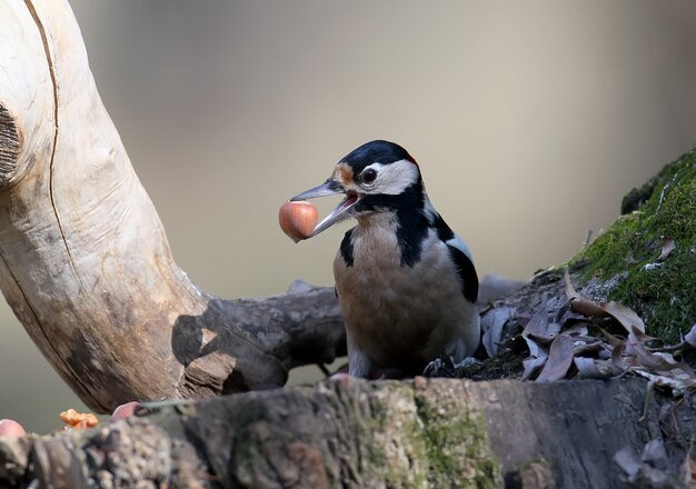 Premium Photo Great Spotted Woodpecker With A Hazelnut In Beak Sits