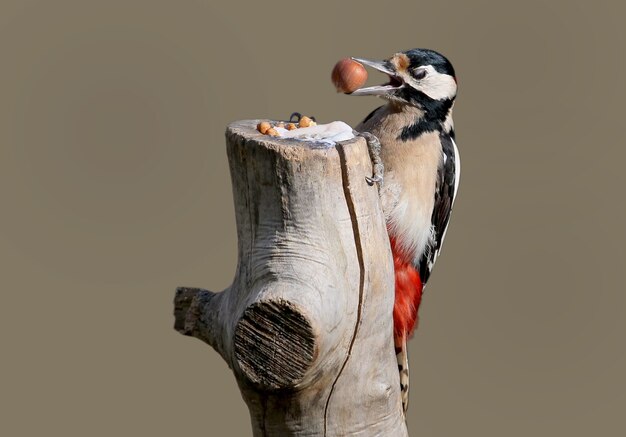 Premium Photo Great Spotted Woodpecker With A Hazelnut In Beak Sits