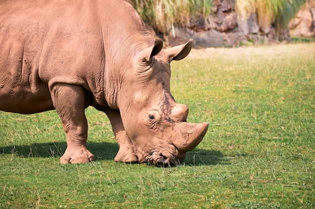 Great white rhinoceros eating on a green prairie | Premium Photo