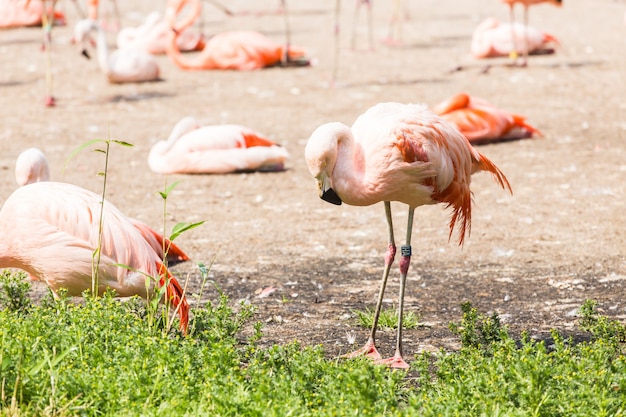 オオフラミンゴ 素敵なピンクの大きな鳥 自然の生息地の動物 プレミアム写真